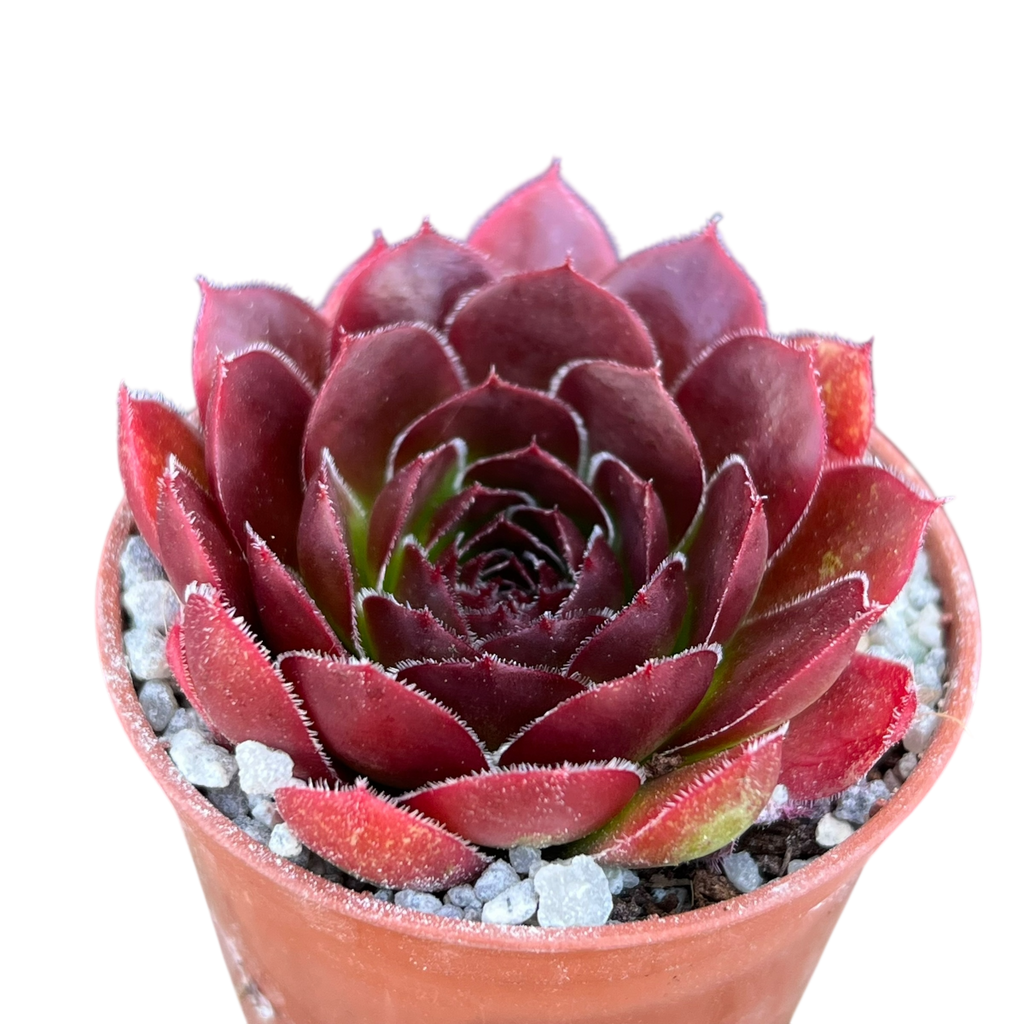 Jovibarba heuffelii 'Mystique'