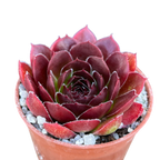 Jovibarba heuffelii 'Mystique'