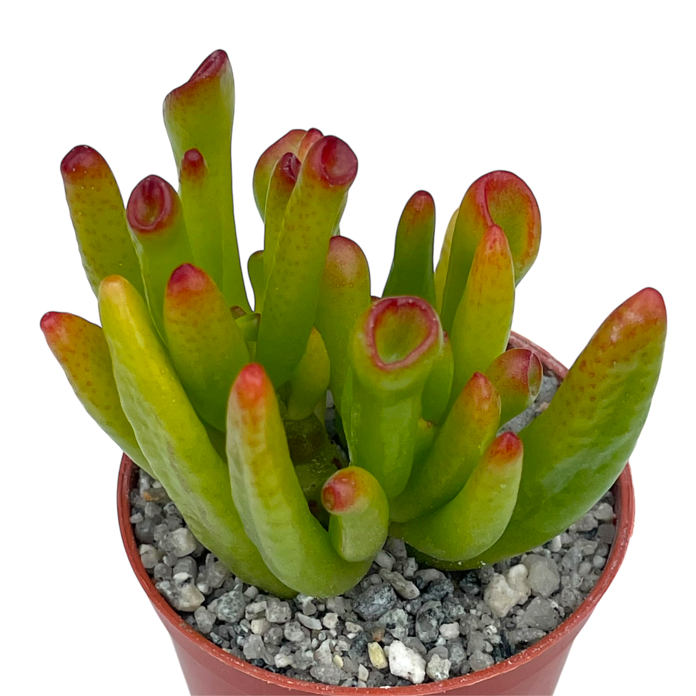 Crassula 'Horn Tree'