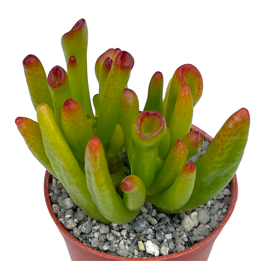 Crassula 'Horn Tree'