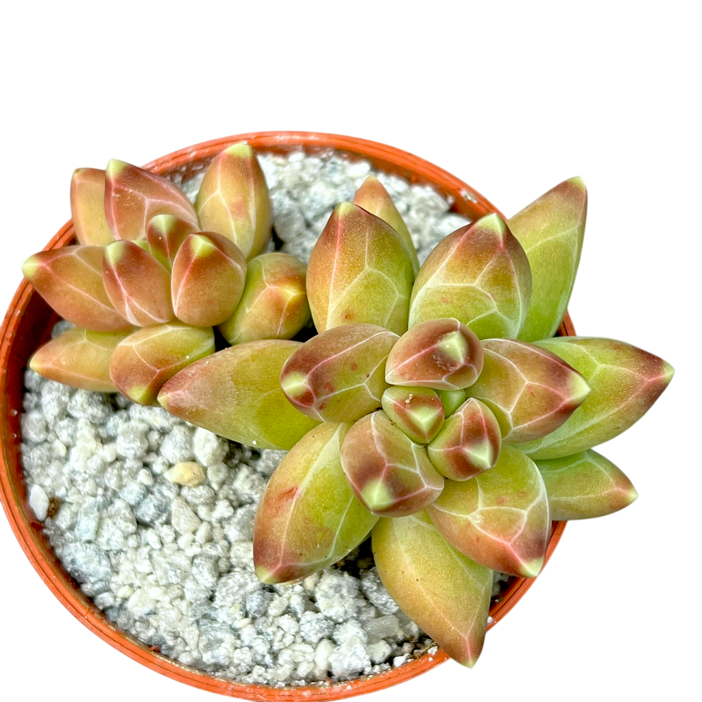 Pachyphytum compactum | Little Jewel