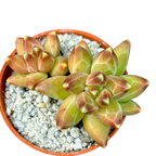 Pachyphytum compactum | Little Jewel