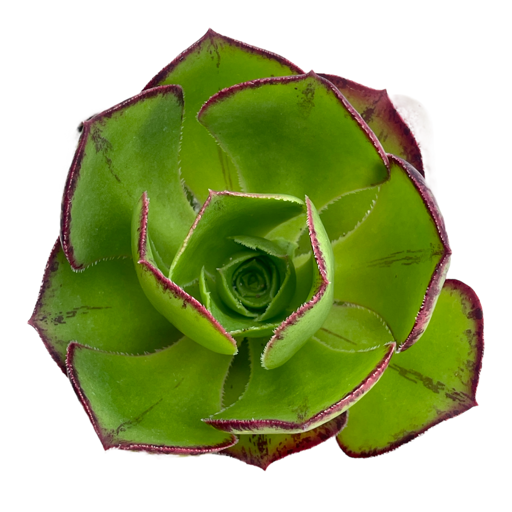 Aeonium 'Marnier Lapostolle'