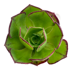 Aeonium 'Marnier Lapostolle'