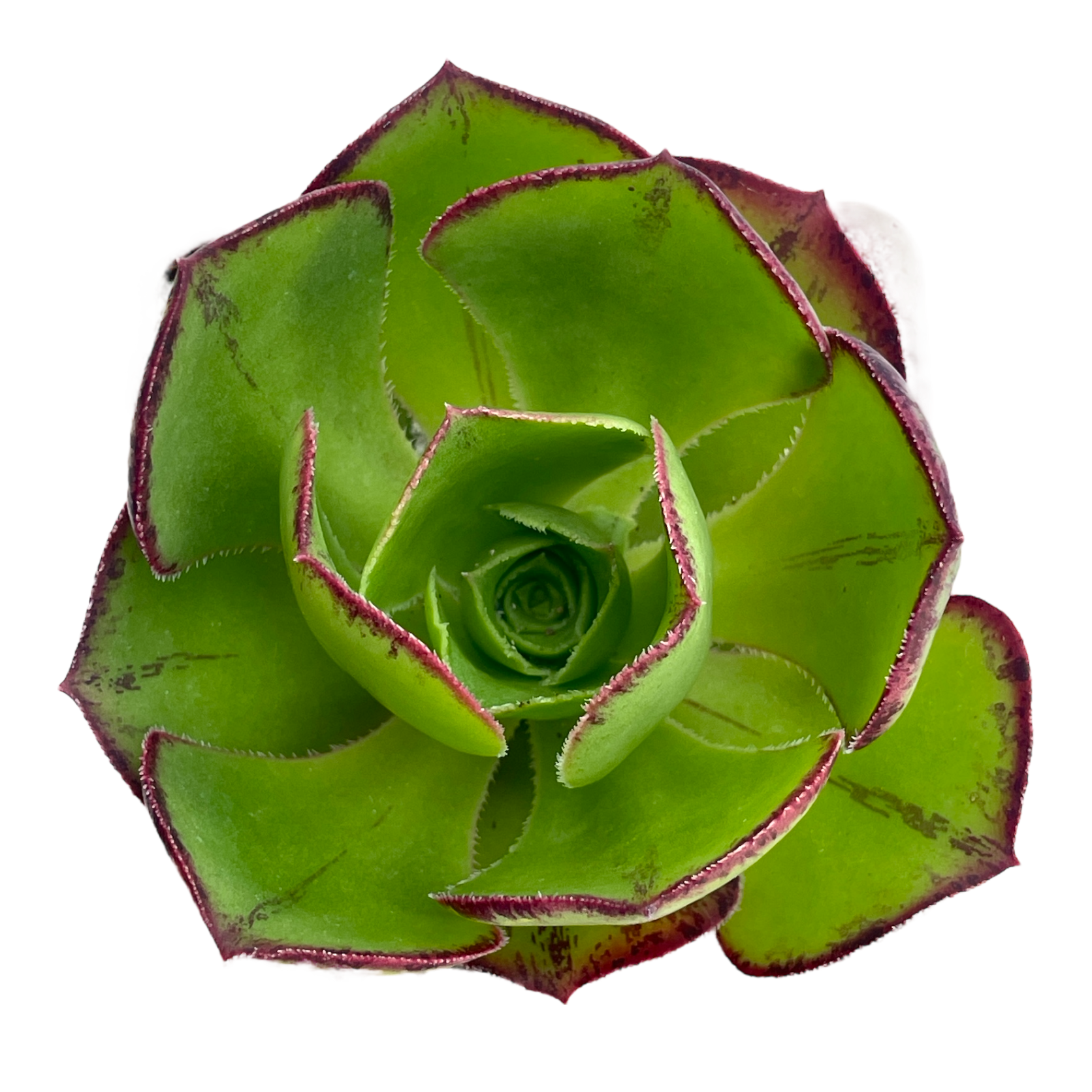 Aeonium 'Marnier Lapostolle'