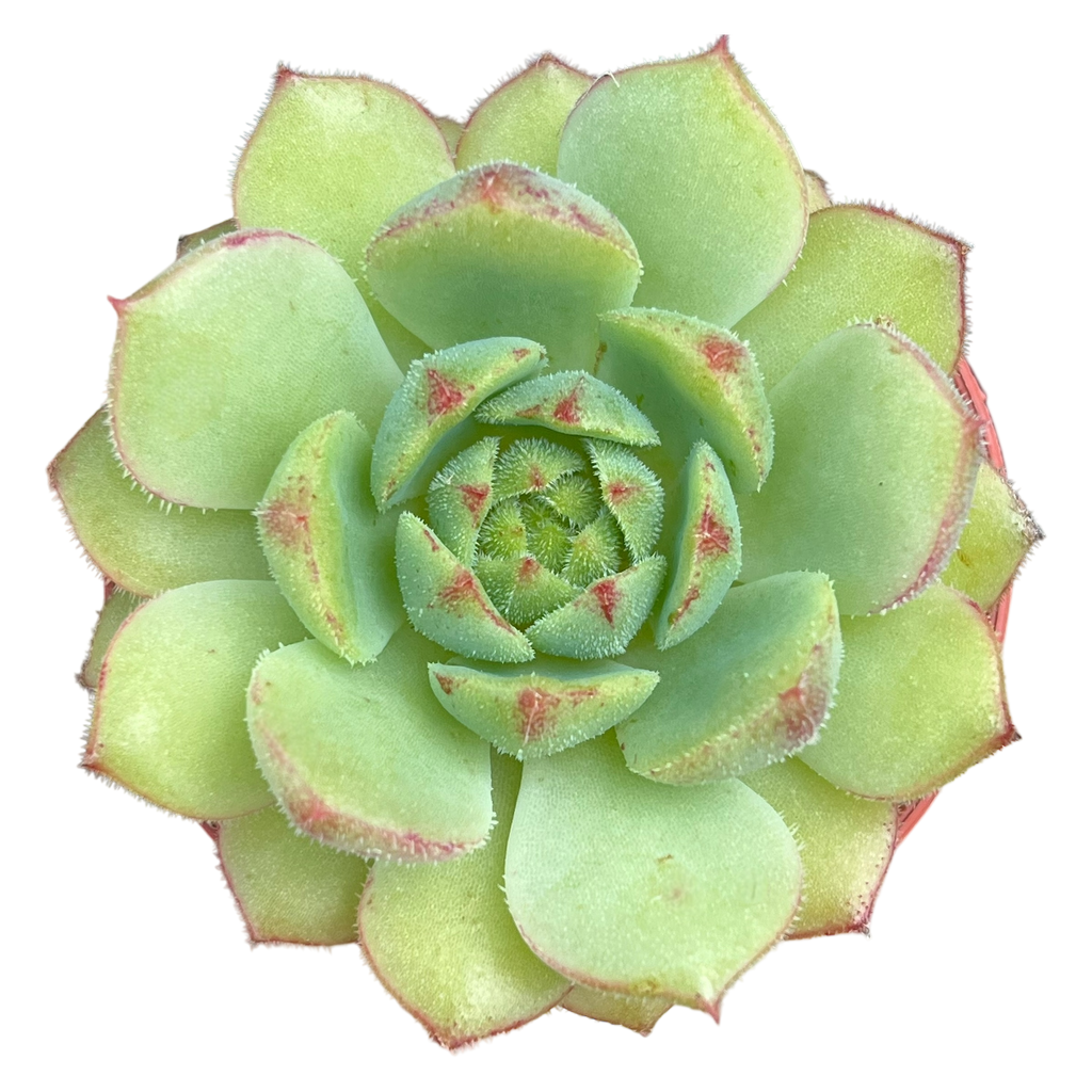 Echeveria derosa 'Herr Herrsblute'