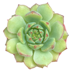 Echeveria derosa 'Herr Herrsblute'