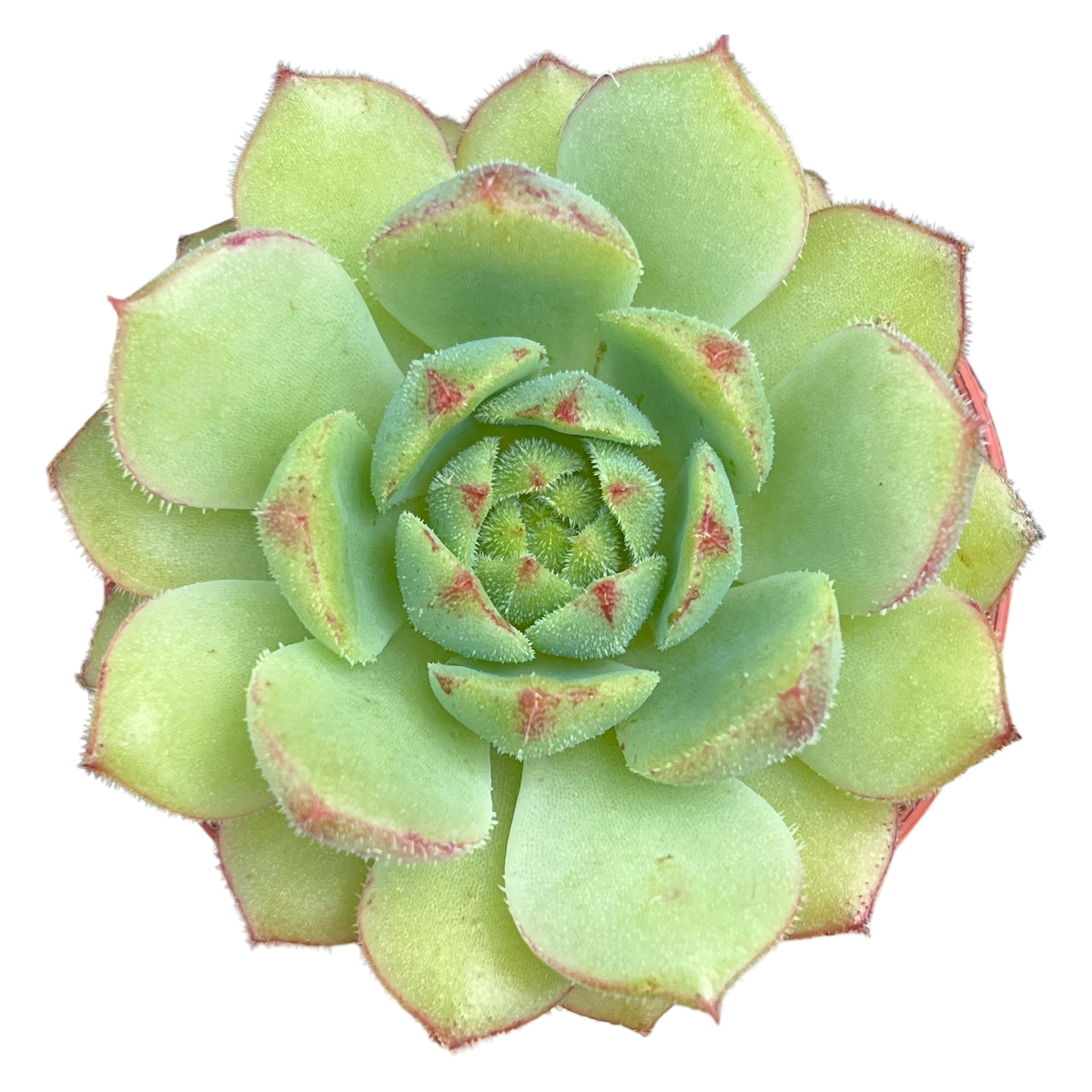 Echeveria derosa 'Herr Herrsblute'