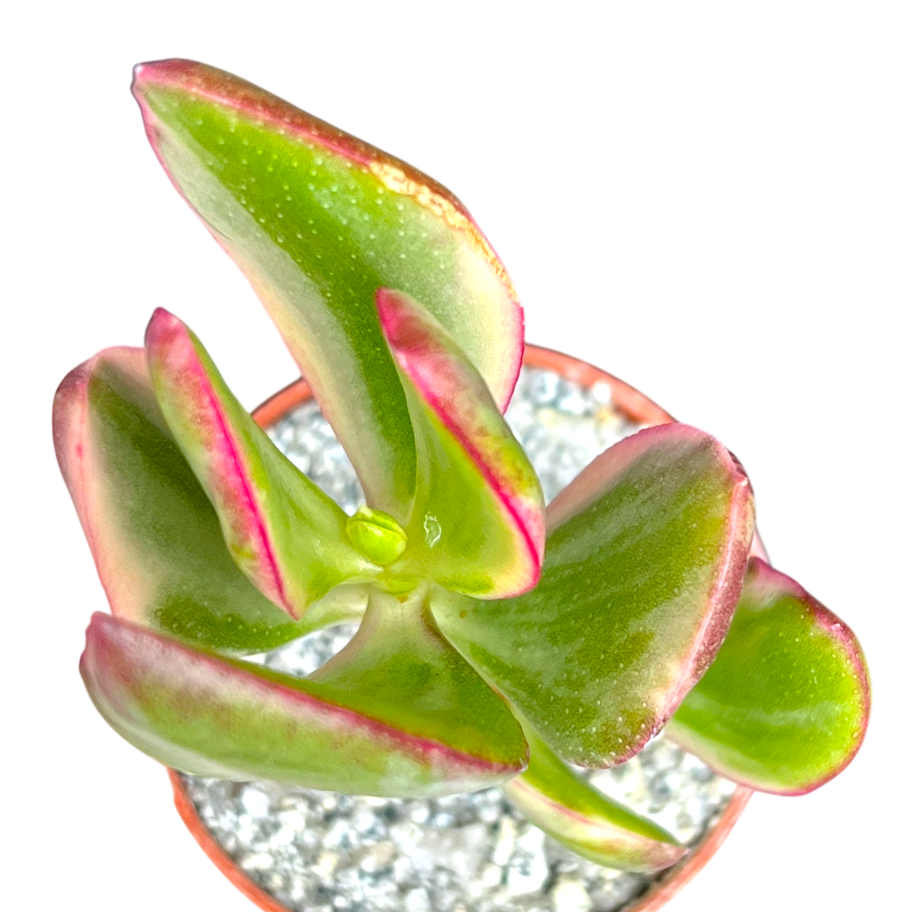 Crassula ovata variegata