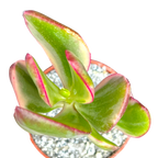 Crassula ovata variegata