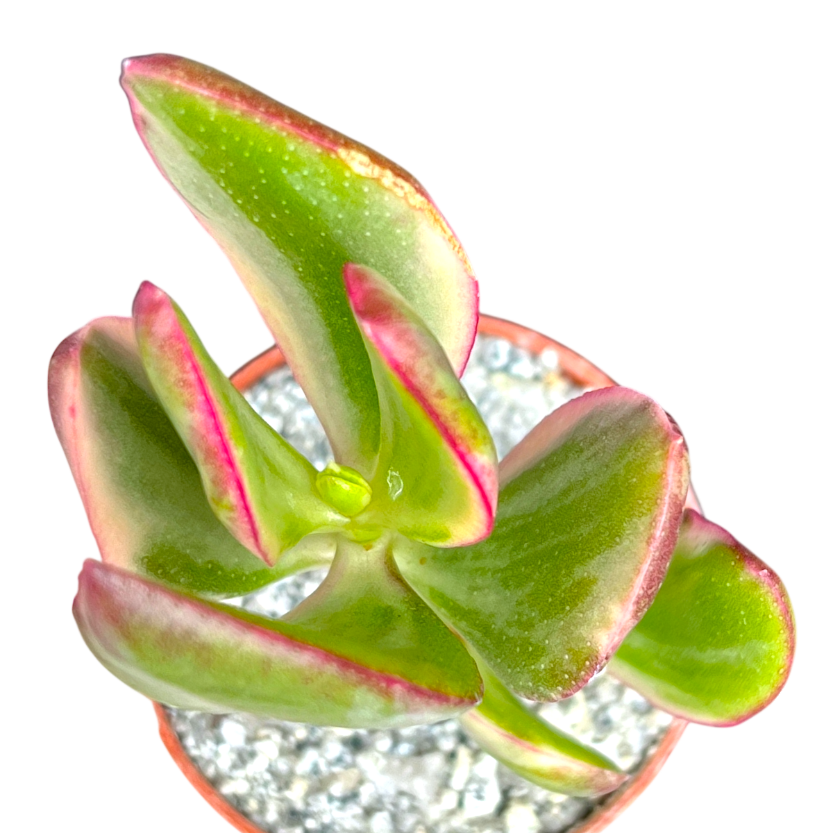 Crassula ovata variegata