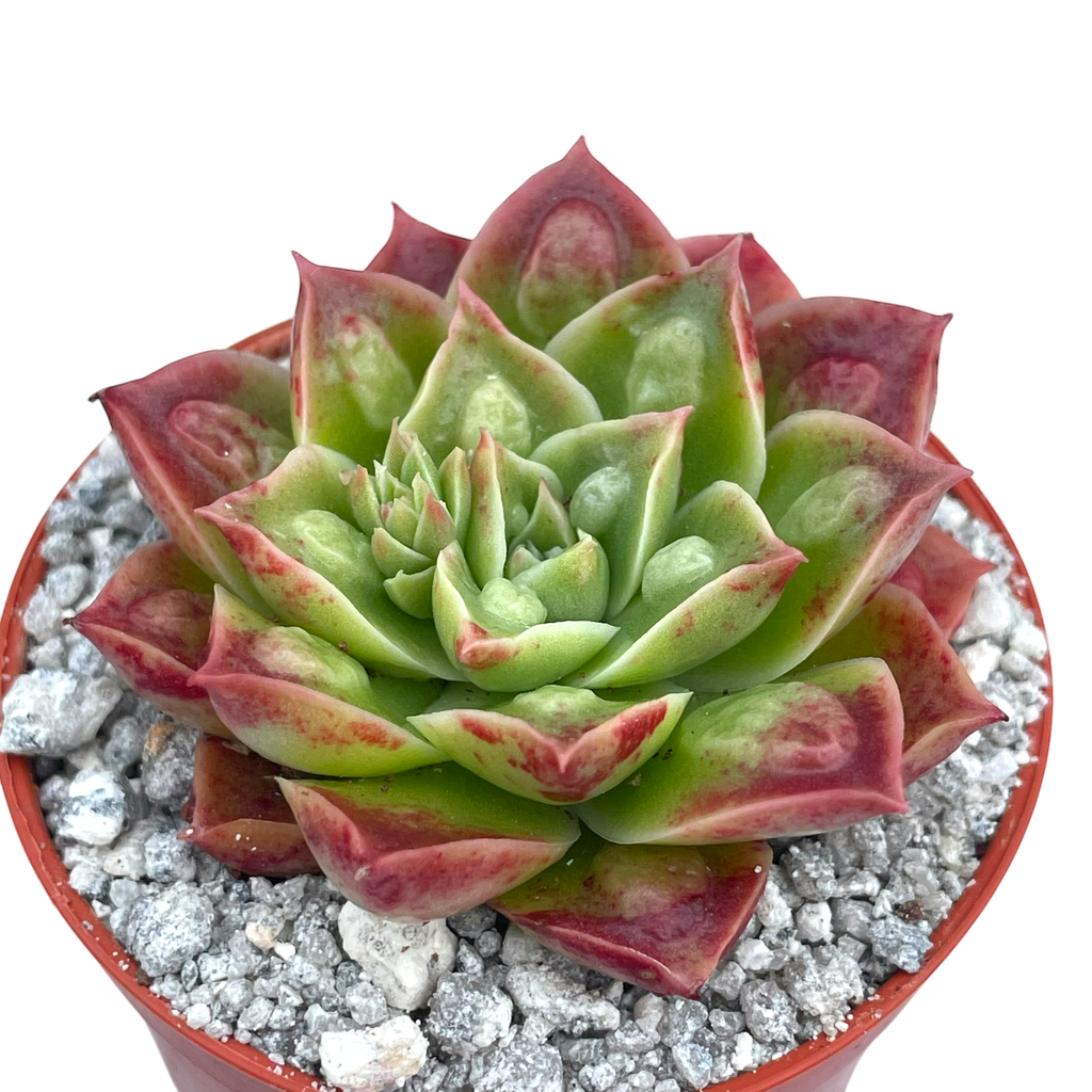 Echeveria longissima (Bumpy Form)