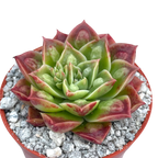 Echeveria longissima (Bumpy Form)
