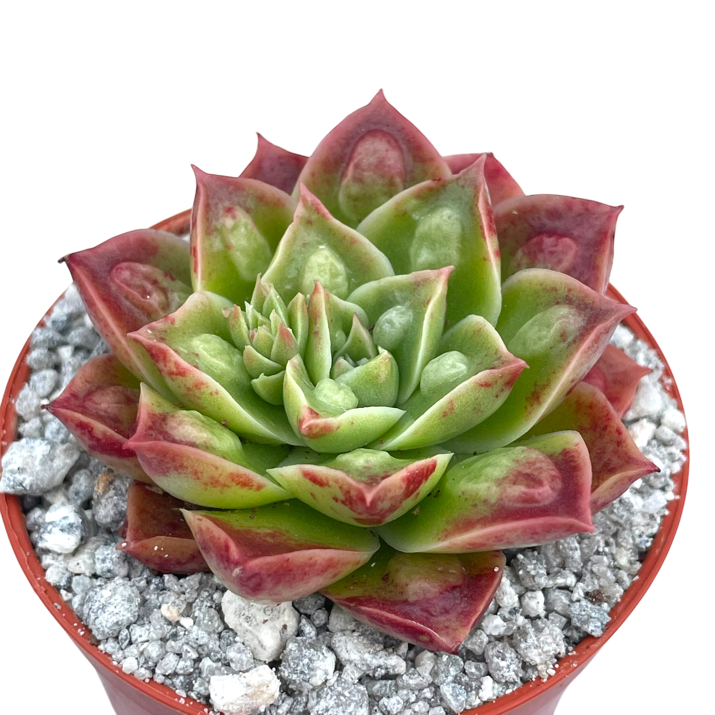 Echeveria longissima (Bumpy Form)