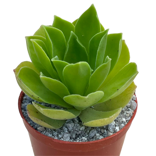 Aeonium 'Goblin'