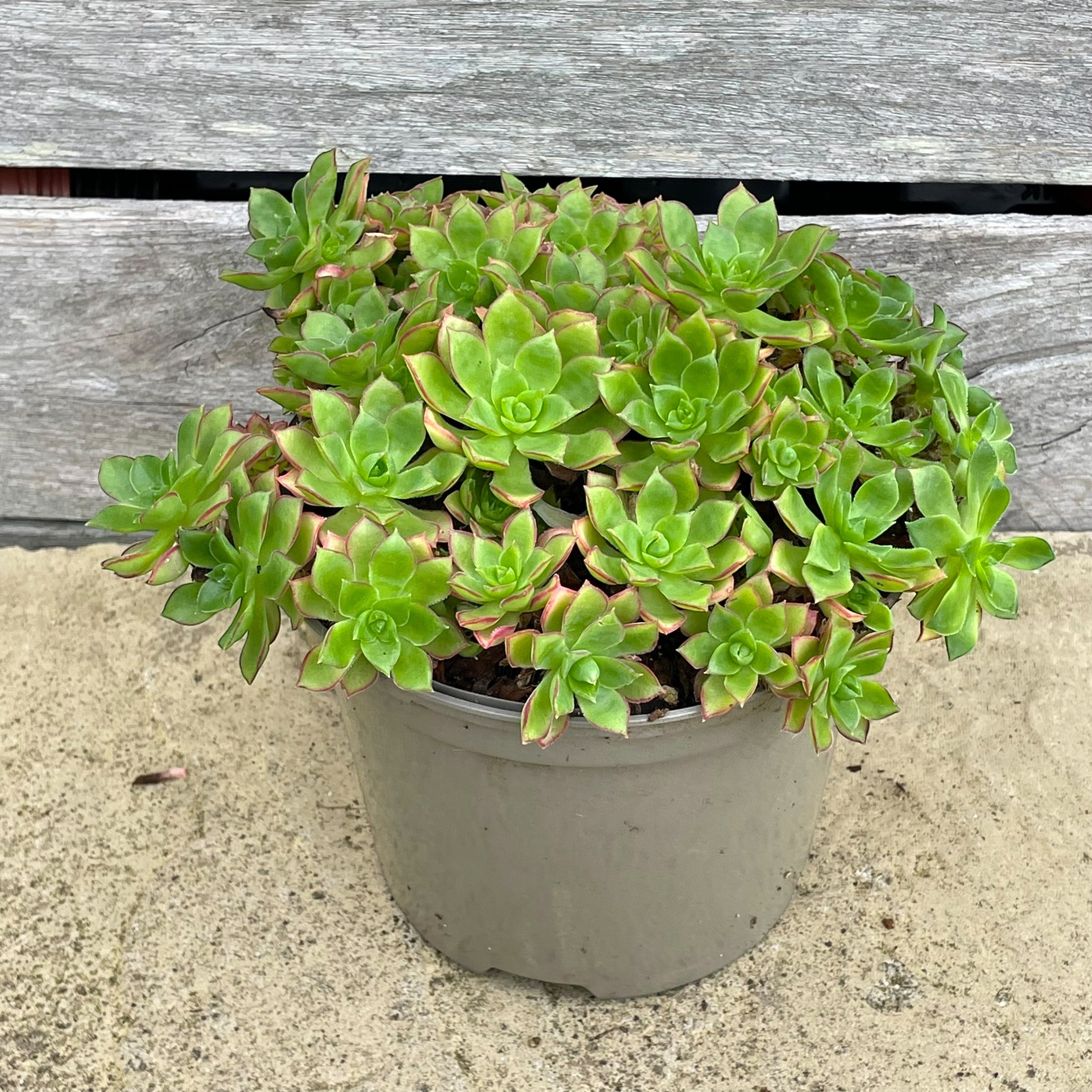 pixie plant succulent Aeonium 'Cornish Pixie' – Surreal Succulents