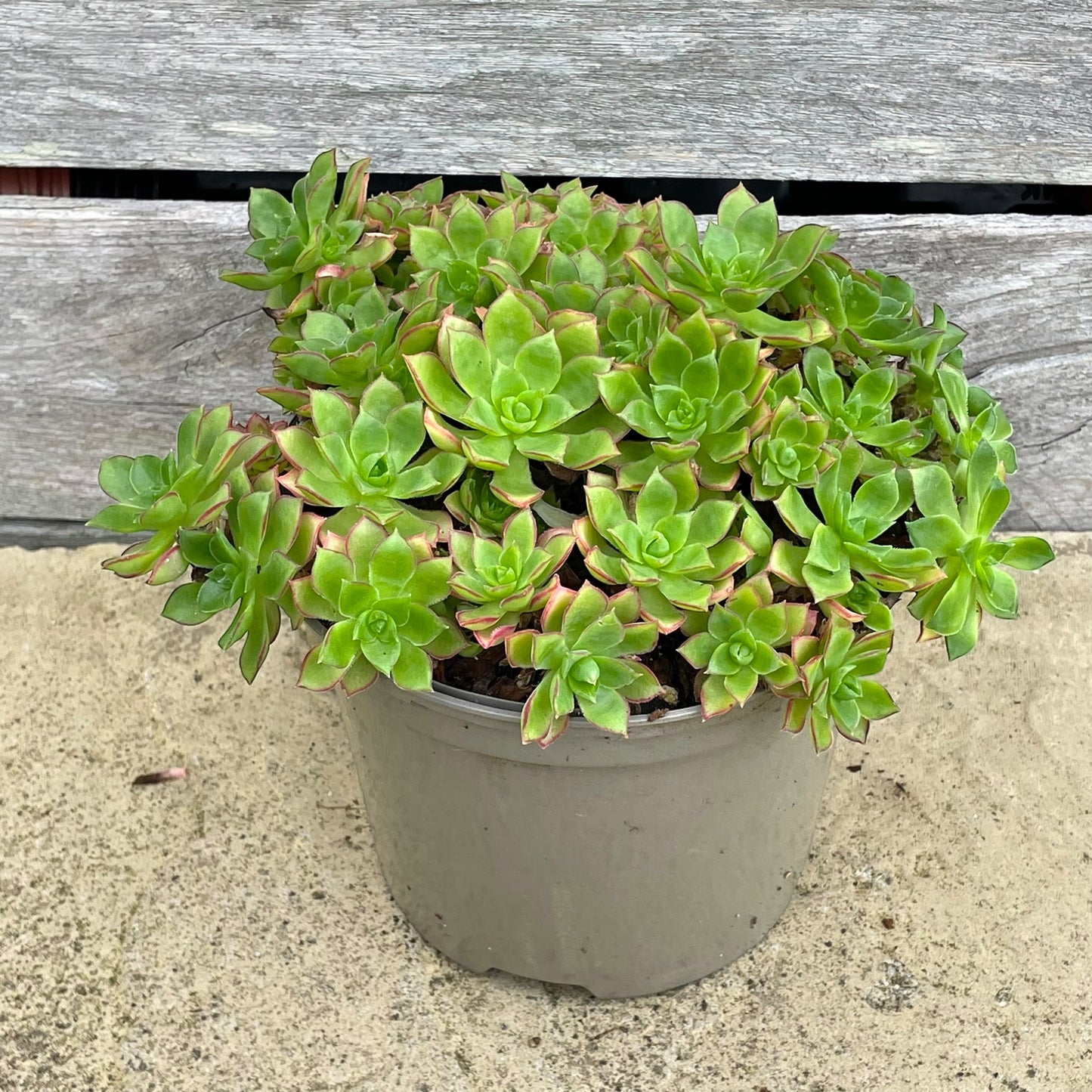 Aeonium 'Cornish Pixie'