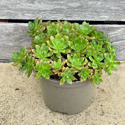 Aeonium 'Cornish Pixie'