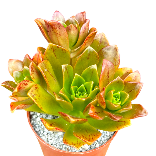 Aeonium 'Bronze Medal'
