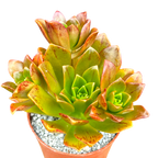 Aeonium 'Bronze Medal'