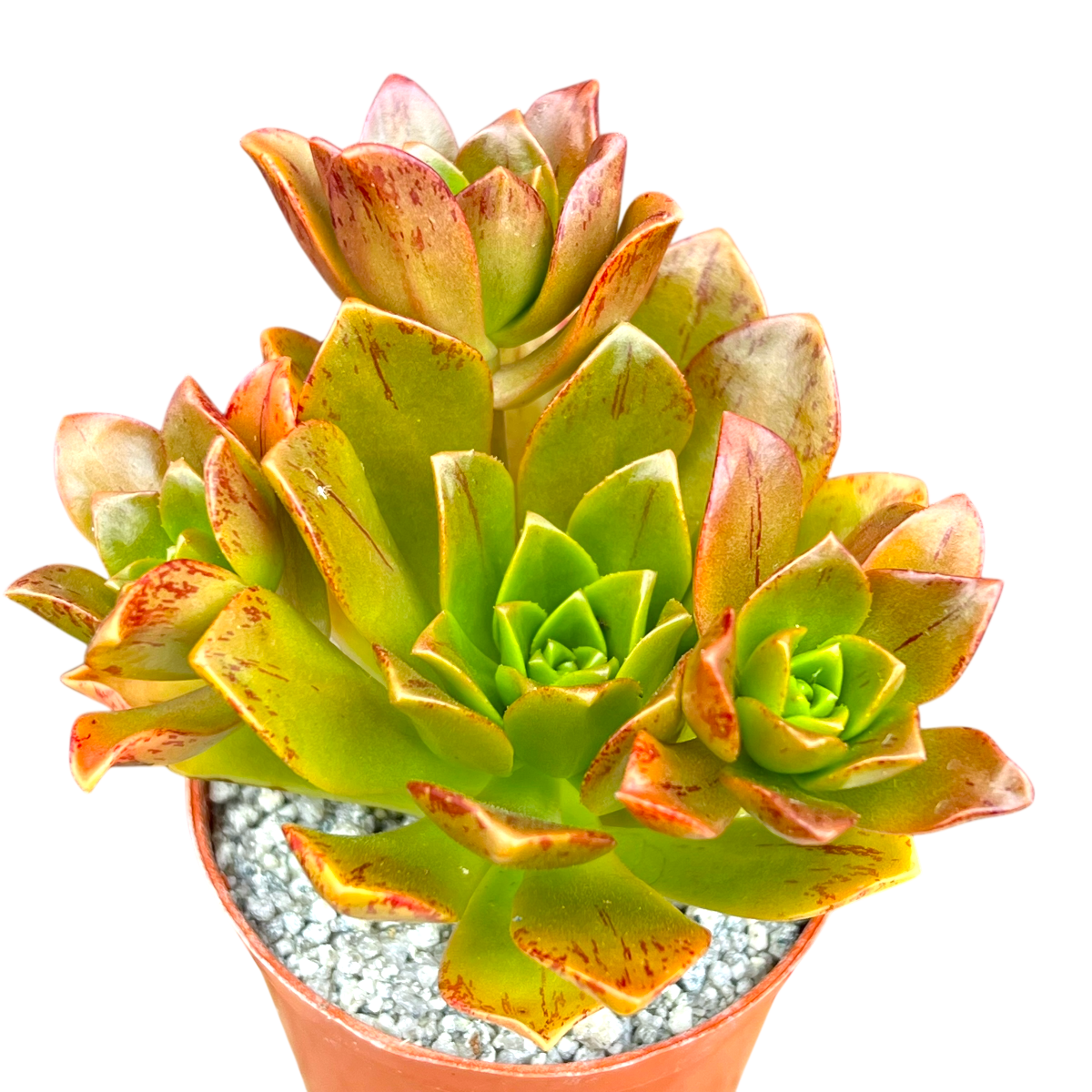 Aeonium 'Bronze Medal'