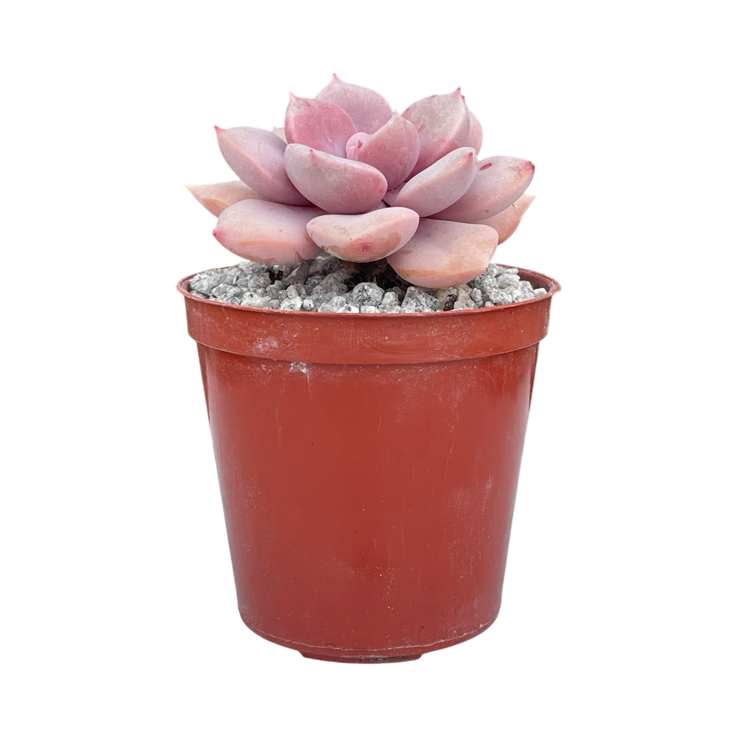 x Graptoveria 'Debbie'