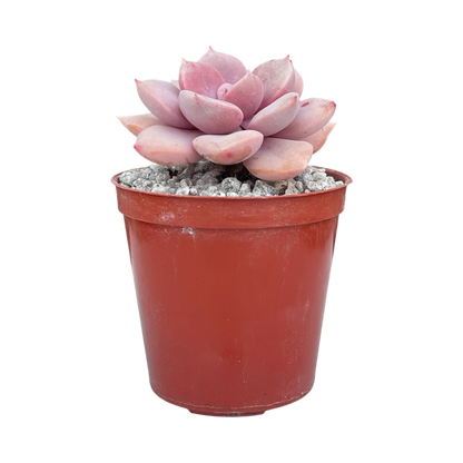 x Graptoveria 'Debbie'