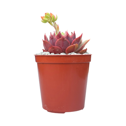 Echeveria 'Ramillette'