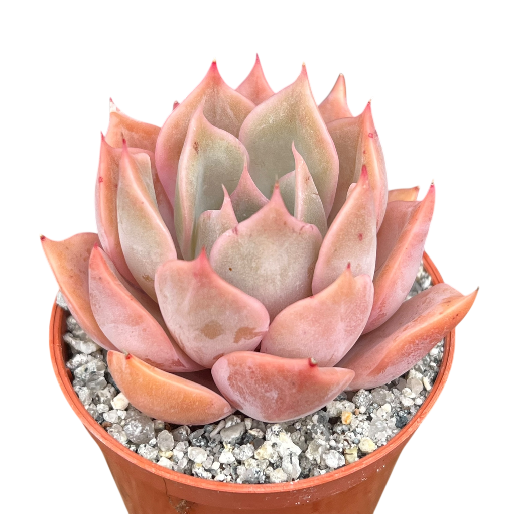 Echeveria 'Latte Rose'