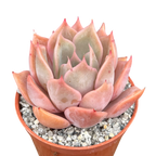 Echeveria 'Latte Rose'