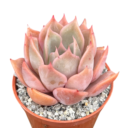 Echeveria 'Latte Rose'