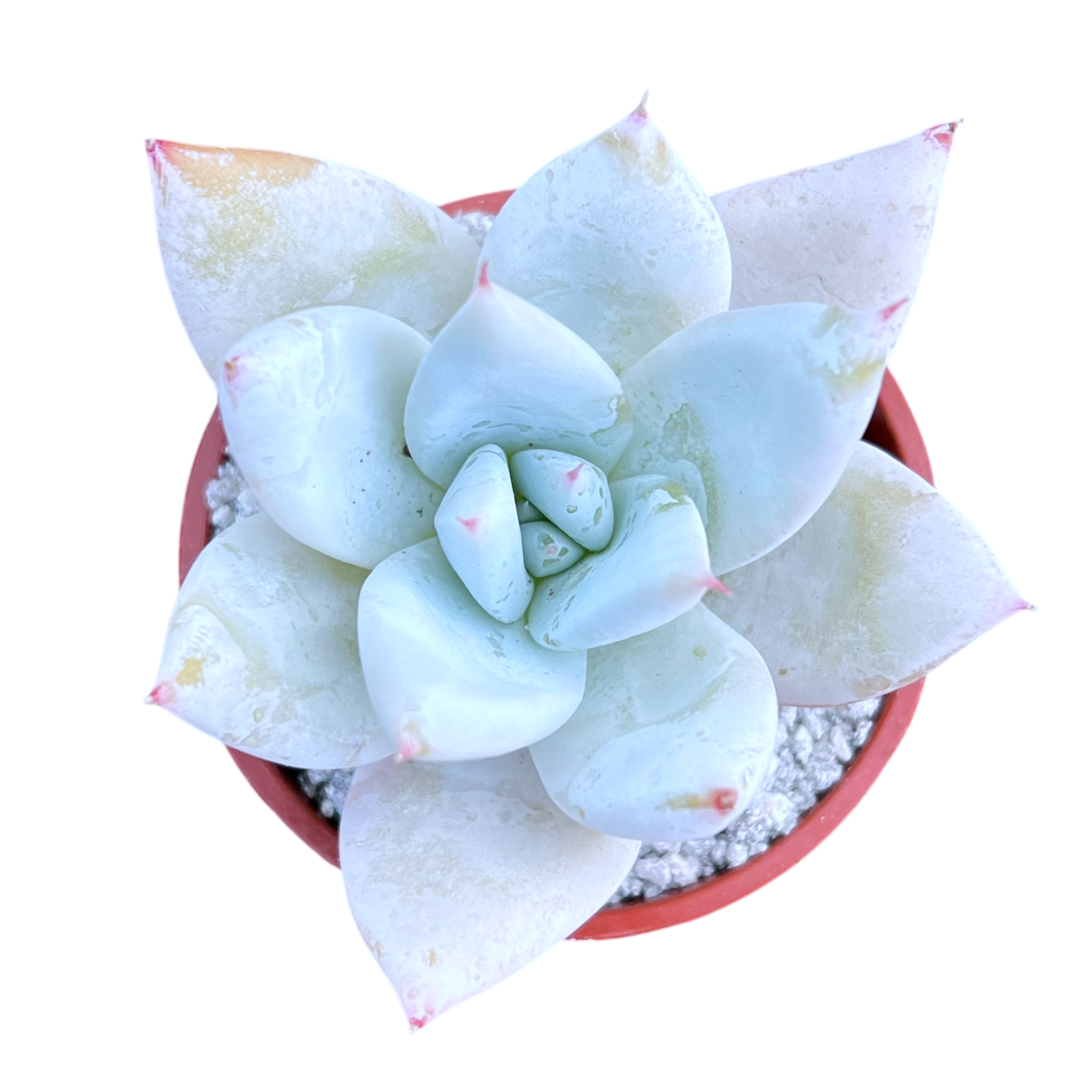 mexican giant succulent Echeveria 'Mexican Giant' – Surreal Succulents