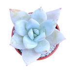 Echeveria 'Mexican Giant'