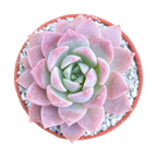 x Graptoveria 'Milky Way'