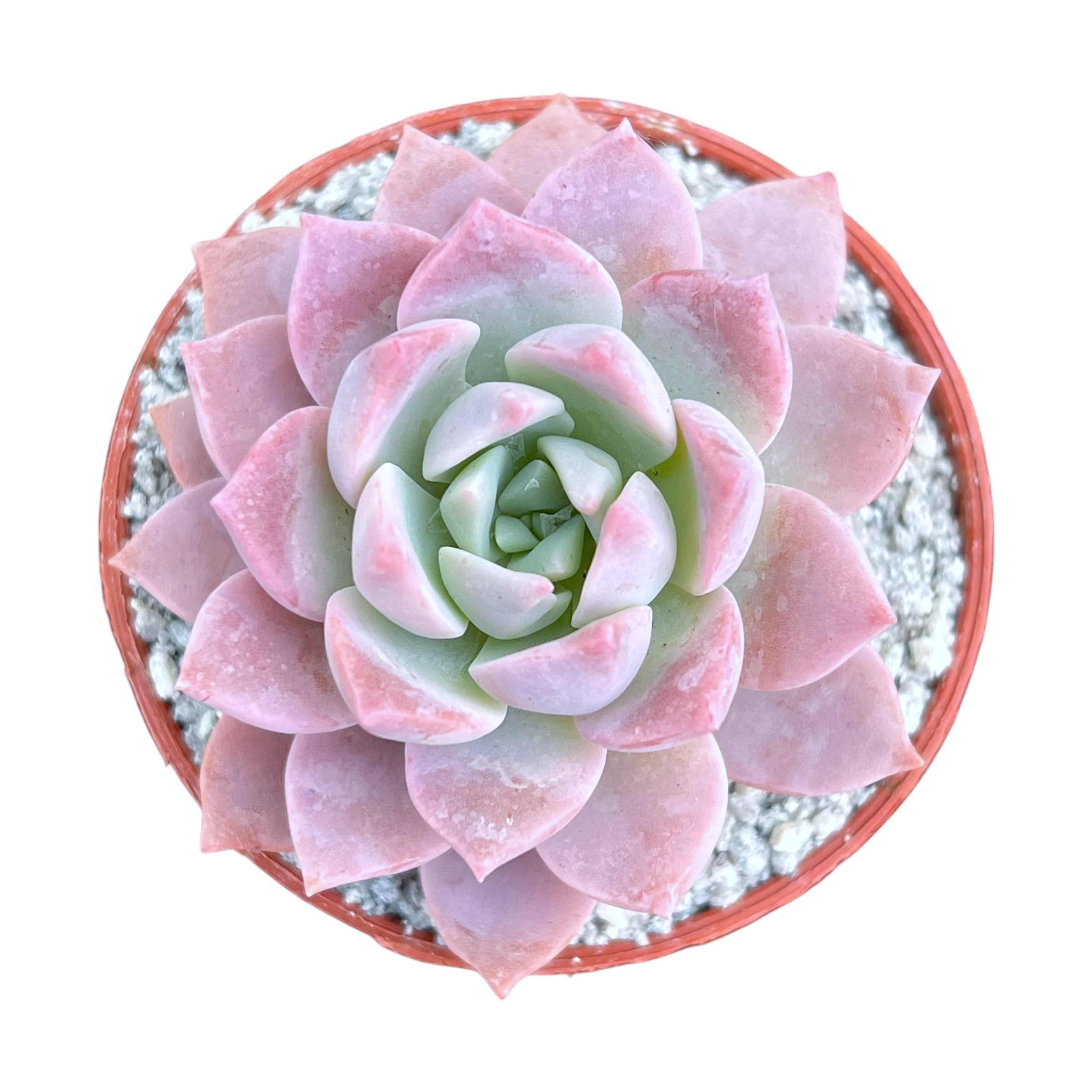 x Graptoveria 'Milky Way'