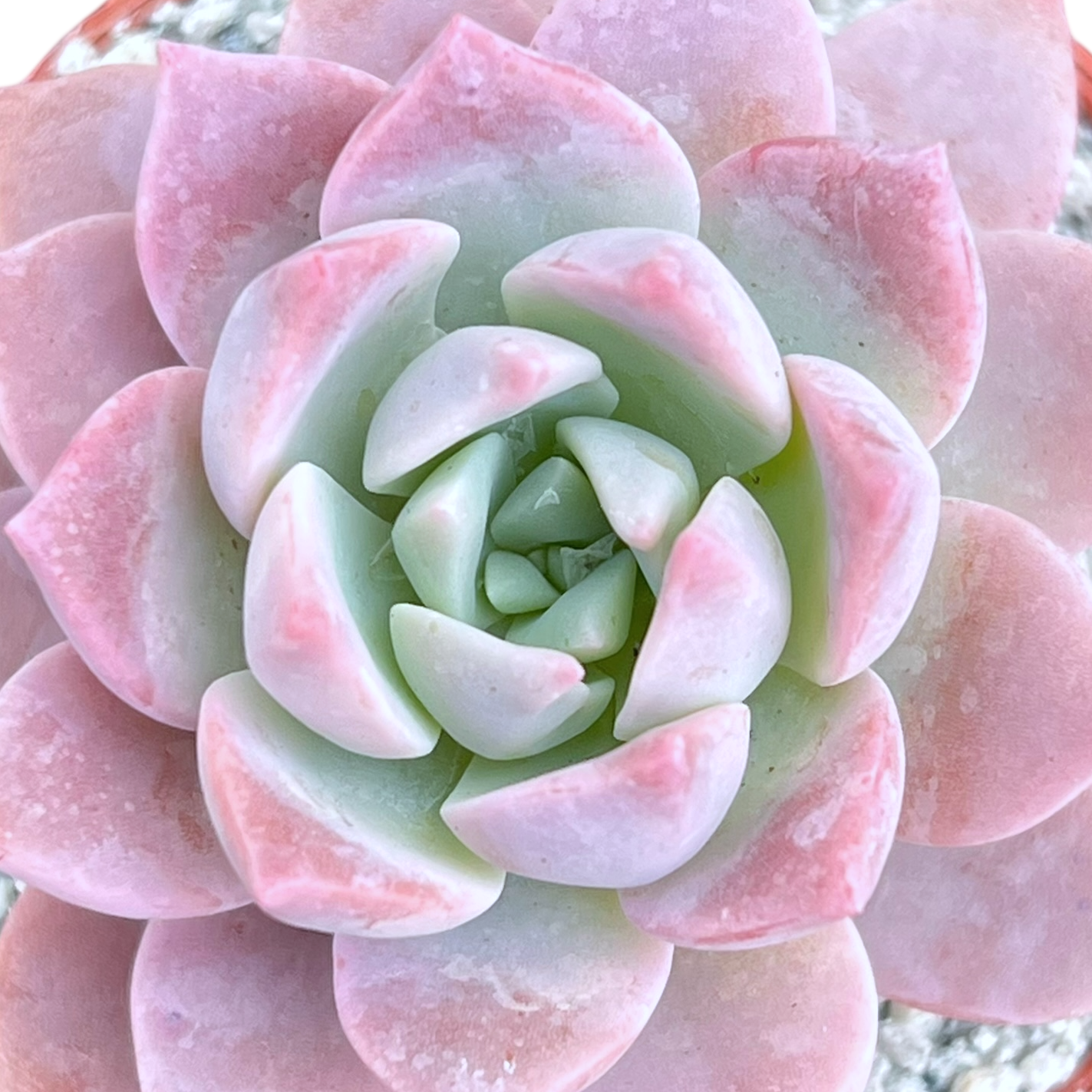 white succulent with pink tips x Graptoveria 'Milky Way' – Surreal Succulents