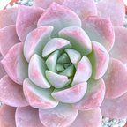 x Graptoveria 'Milky Way'