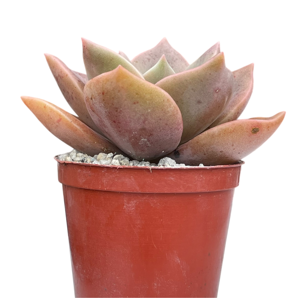 x Graptoveria 'Albert Baynes'