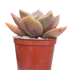 x Graptoveria 'Albert Baynes'