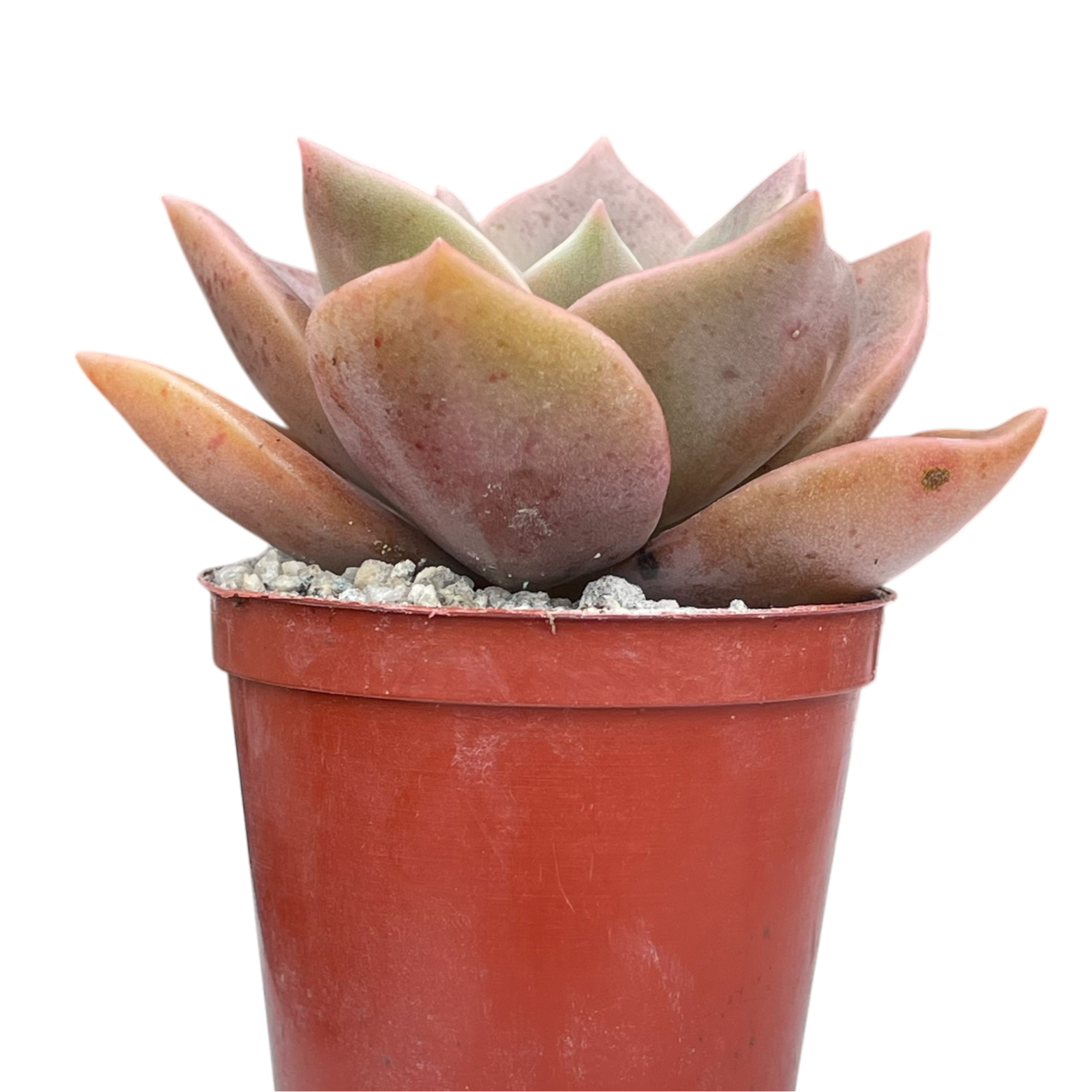 x Graptoveria 'Albert Baynes'