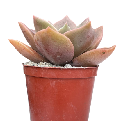 x Graptoveria 'Albert Baynes'