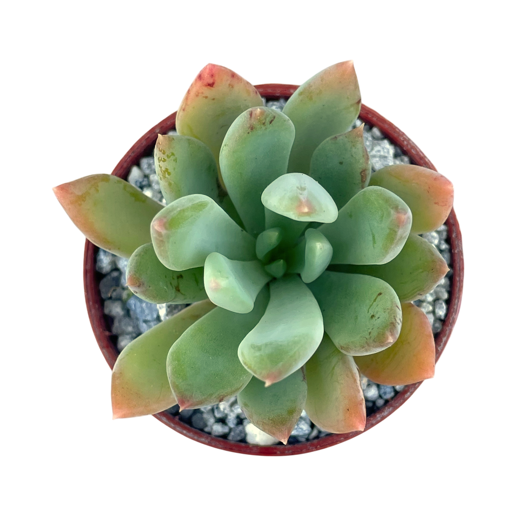 Echeveria 'Apollo'