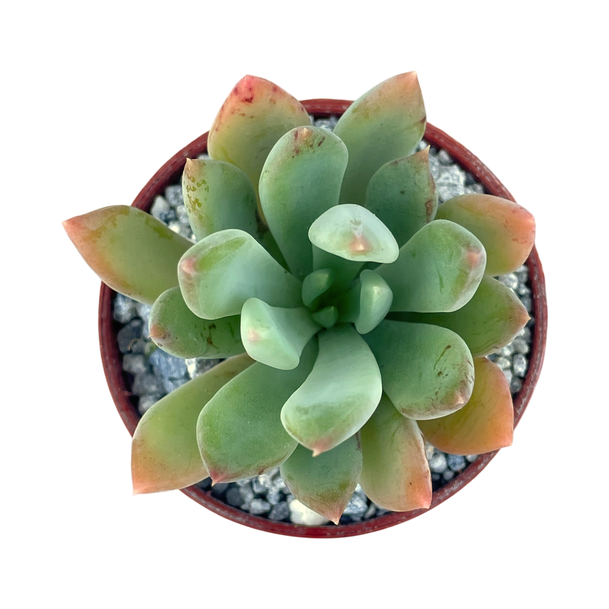 Echeveria 'Apollo'