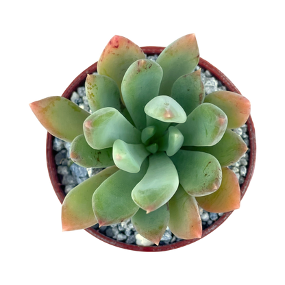Echeveria 'Apollo'