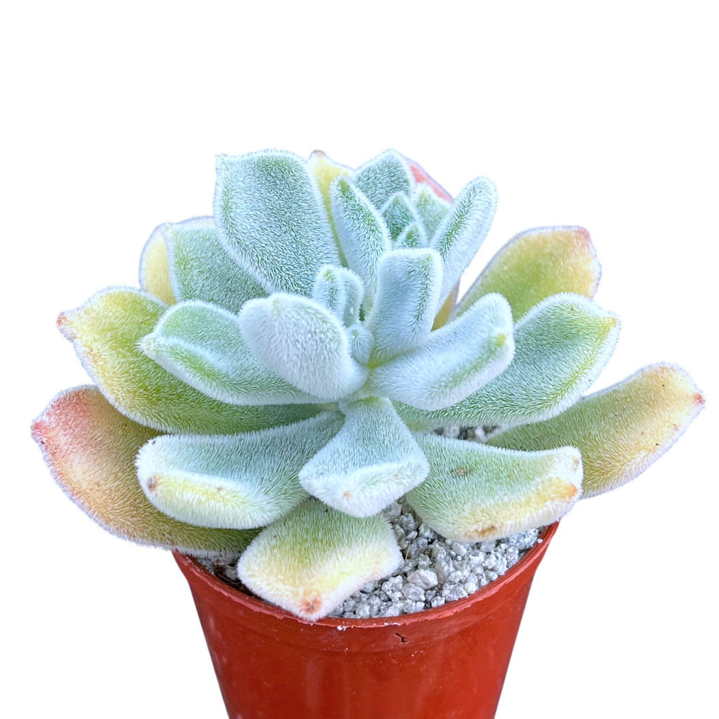 Echeveria pulvinata 'Frosty'