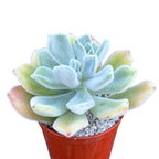 Echeveria pulvinata 'Frosty'