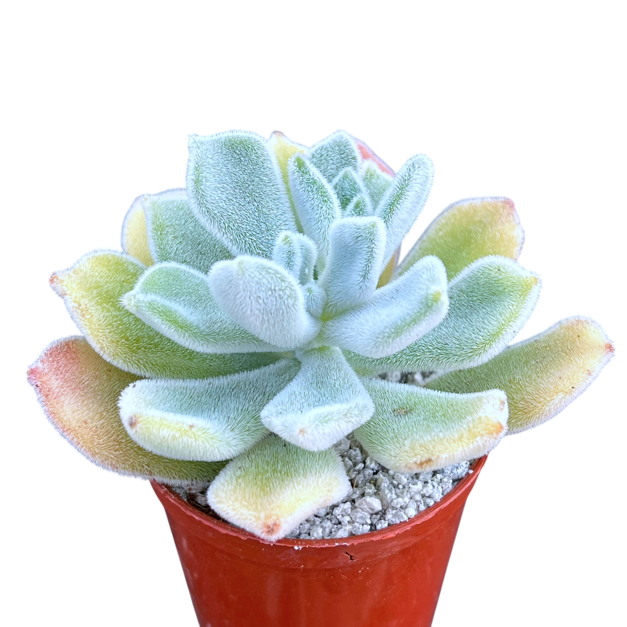 Echeveria pulvinata 'Frosty'