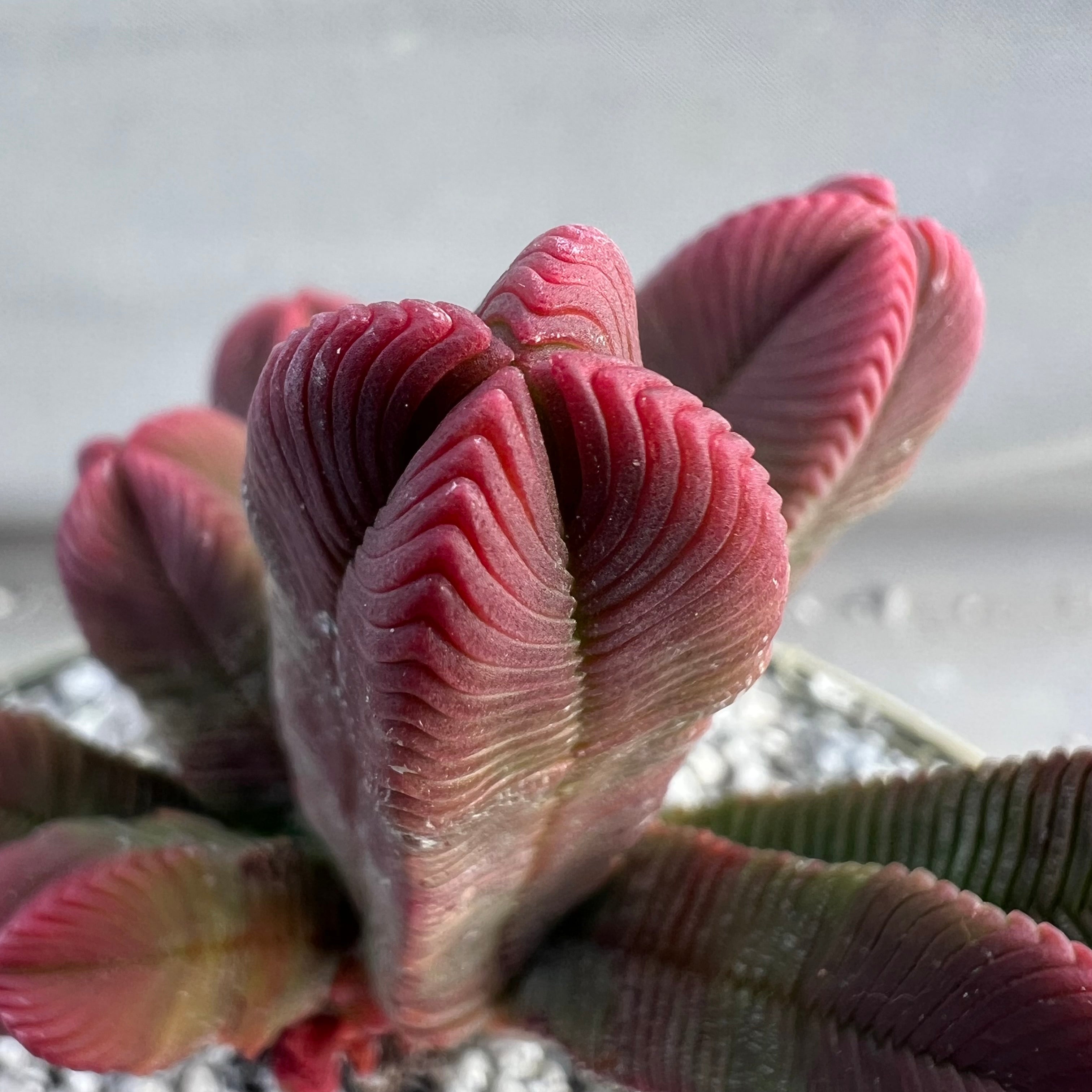 Crassula pyramidalis