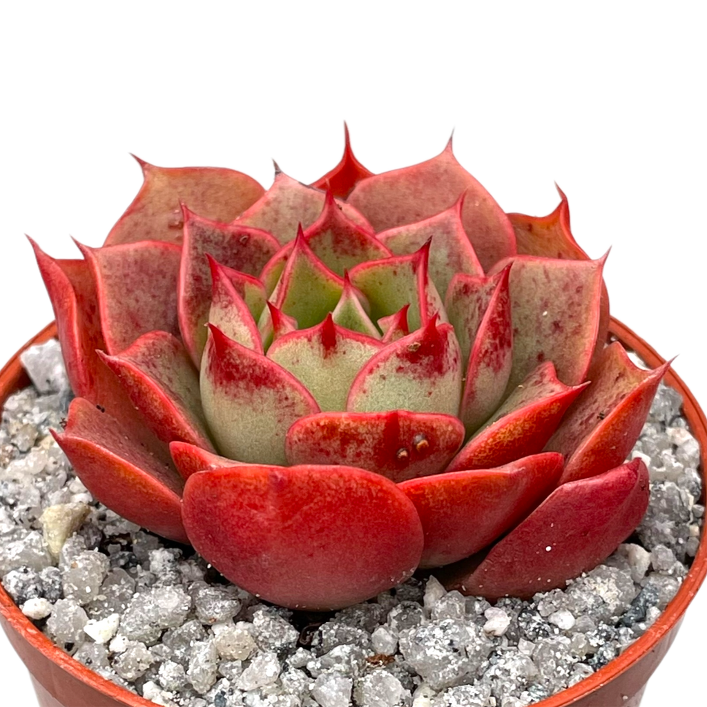 Echeveria 'Sulphur'