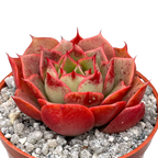 Echeveria 'Sulphur'
